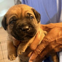Applejack - Fawn male Cane Corso puppy in Waxahachie, Texas from A&M Kennels