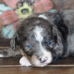 Boogie BMM - Blue merle male Aussiedoodle puppy in Lawton, Oklahoma from Lindsey’s Aussies