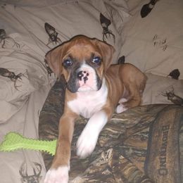 Boxer Puppies from Whynot Blue Ridge Mountain Boxer's