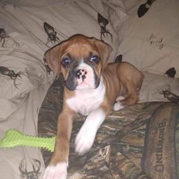 Boxer Puppies from Whynot Blue Ridge Mountain Boxer's