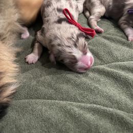 Red collar boy - Red merle male Australian Shepherd puppy in Flat Rock, Alabama from Fluffy Butt Acres