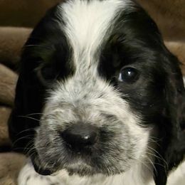 English Springer Spaniels from Springer's Parke