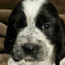 English Springer Spaniels from Springer's Parke