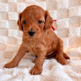 Quinn - Red female Cockapoo puppy in Ellaville Ga, Georgia from Lakeside Cockapoos