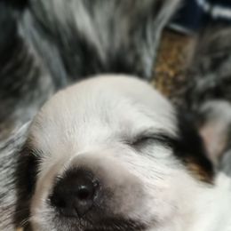 Australian Cattle Dog Puppies from Kurczak Farm LLC