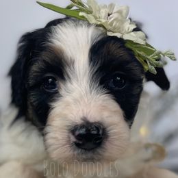 Little Lady Pink - Black tri-color Assorted Doodle Crosses puppy in Clinton, Montana from BoLo Doodles
