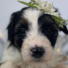 Little Lady Pink - Black tri-color Assorted Doodle Crosses puppy in Clinton, Montana from BoLo Doodles