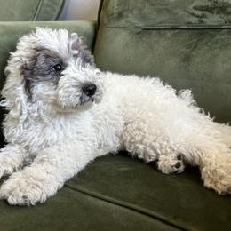 Screech - Blue merle male Aussiedoodle puppy in Lake City, Florida from North Florida Poodles and Doodles