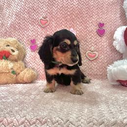 Prancer - 2500- traveling to North Carolina for delivery - Black and cream male Dachshund puppy in Biloxi, Mississippi from Southern Doxies Ms