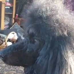 Poodles from Kindews "Lela" of Shiloh Gardens