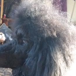 Poodles from Kindews "Lela" of Shiloh Gardens