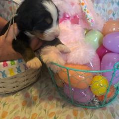 Girl 3 Mint - Black rust and white female Bernese Mountain Dog puppy in Pittston, Pa, Pennsylvania from Emma-Mada's Old Thyme Berners