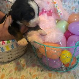 Girl 3 Mint - Black rust and white female Bernese Mountain Dog puppy in Pittston, Pa, Pennsylvania from Emma-Mada's Old Thyme Berners