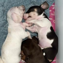 Dachshund puppies from Mrs. Tucks Waggin’ Weenies