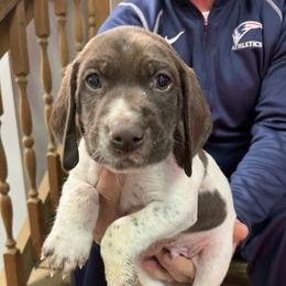 Yellow collar - White and liver male German Shorthaired Pointer puppy in Beaverdam, Virginia from Harts Hill Kennel
