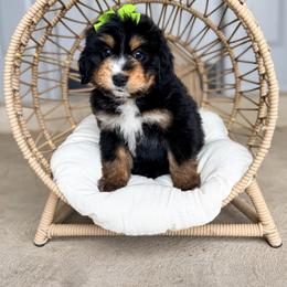 Phoenix - Tri-color female Bernedoodle puppy in West Haven, Utah from Split Mountain Doodles