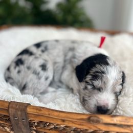 Rocky - White and blue merle male Bordoodle puppy in Valley Center, California from Circle R Valley Bordoodls