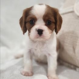 Rusty - Blenheim male Cavalier King Charles Spaniel puppy in Broxton, Georgia from King of the Hill Cavaliers