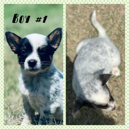 Boy 1 - Blue mottled male Australian Cattle Dog puppy in Prague, Oklahoma from S&B Cattle Co.