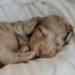 Eeorye - Dapple male Dachshund puppy in Memphis, Tennessee from Lone River Dachshunds