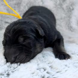 Kove - Black and tan female German Shepherd puppy in Beech Grove, Arkansas from Ze Zadnich lesu