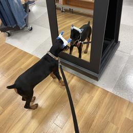 Doberman Pinscher Puppies from Ranchers Companion Doberman Kennel
