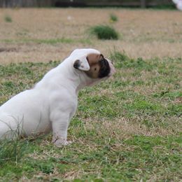 American Bulldog Puppies from Rogue Native Bulldogs