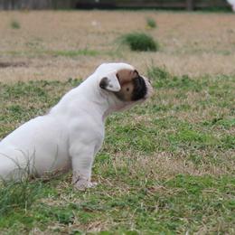 American Bulldog Puppies from Rogue Native Bulldogs
