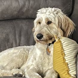 Baylyee - Goldendoodle