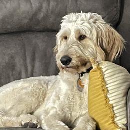 Baylyee - Goldendoodle