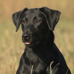 Holly  - Labrador Retriever