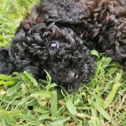 Pink - Black female Goldendoodle puppy in Wildwood, Florida from We R Mini Doodles