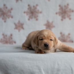 Labrador Retriever Puppies from Sun Ridge Labradors