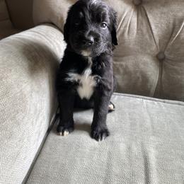Bernedoodle, Goldendoodle, and Sheepadoodle Puppies from Dhalia’s Doodles
