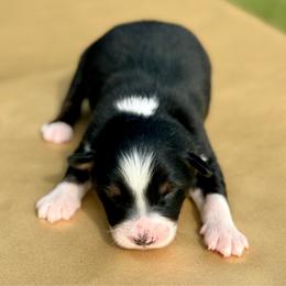 Jackson - Black tri-color male Australian Shepherd puppy in Beaverdam, Virginia from Cimmarun Farm Aussies