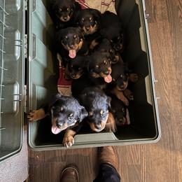 Rottweiler Puppies from Vom Arnold-Hause Rottweilers