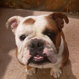 Reba - Bulldog