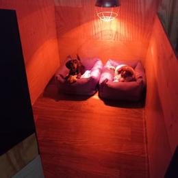 Dachshund Puppies from White River Valley Kennel