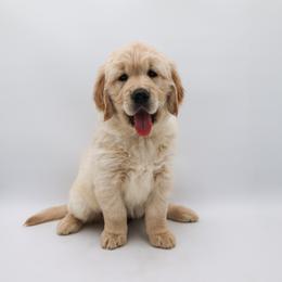 Golden Retriever Puppies from Wild Hearts Goldens