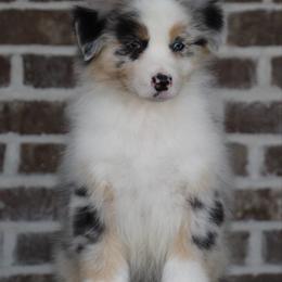 Blue male 3 - Blue merle male Australian Shepherd puppy in Riverton, Utah from Prestige Aussies