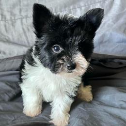 Panda - Parti female Yorkshire Terrier puppy in Ocala, Florida from Top Notch Pupz