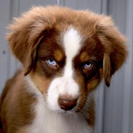 Wyatt - Red tri-color male Australian Shepherd puppy in Falcon, Missouri from www.maubachranch.com
