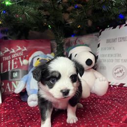Clyde - Black tri male Toy Australian Shepherd puppy in Medina, Tennessee from Fly Farms