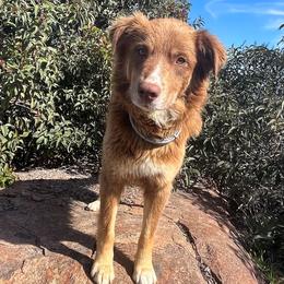 Quinn - Australian Shepherd