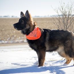 German Shepherd Puppies from Journey's German Shepherds (Kennel Vom Himmel)