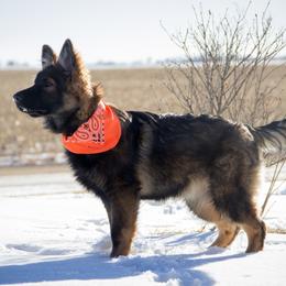German Shepherd Puppies from Journey's German Shepherds (Kennel Vom Himmel)