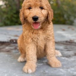 Mike - Apricot Goldendoodle puppy in Lancaster, Minnesota from North Star Dog Training