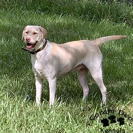 Dina pronounced Dee Na - Labrador Retriever