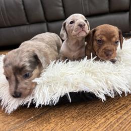 Dachshund Puppies from Finleys Babies