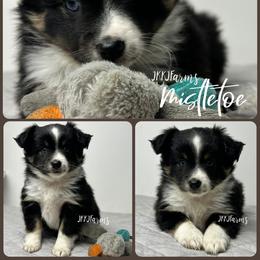 (3) Mistletoe, BTF - Black tri female Miniature American Shepherd puppy in Huntington, Texas from JKKJ Farms